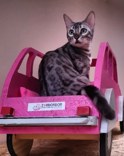 Zoebonbon garderie et lodges pour chats heureux, Lyon