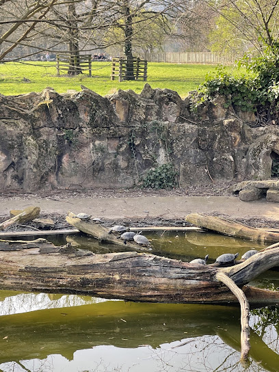 Centre de récupération des tortues de Floride, Lyon