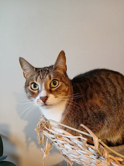 En-Cas d'Absence - cat sitters à Lyon