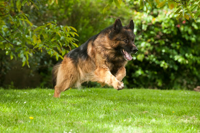 Elevage, pension et éducation canine Combe Delacquis, Lyon