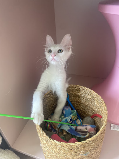 CoraKali, Pet Sitter Professionnelle, Lyon