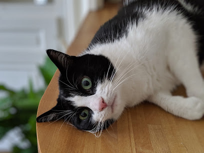 Cat Sitting Lyon