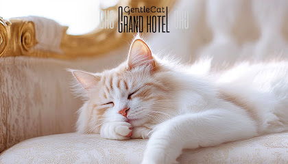 GentleCat Grand Hotêl - hôtel félin - pension premium pour chats, Lyon